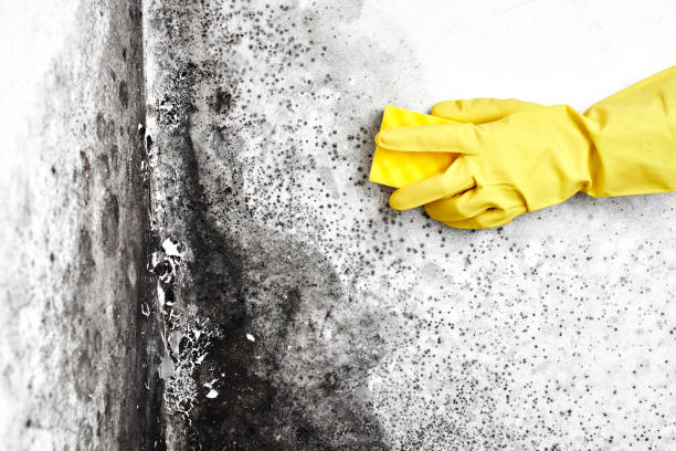 Crawl Space Mold Removal in Veazie, ME