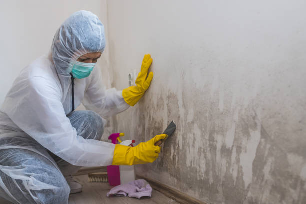 Best Mold Testing  in Veazie, ME
