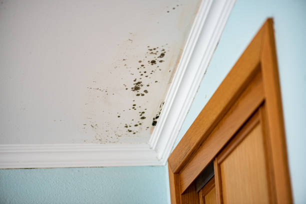 Trusted Veazie, ME Mold Removal Experts