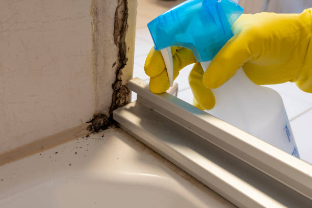 Best Mold Remediation  in Veazie, ME