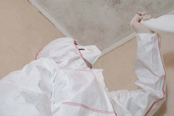 Best Commercial Mold Removal  in Veazie, ME