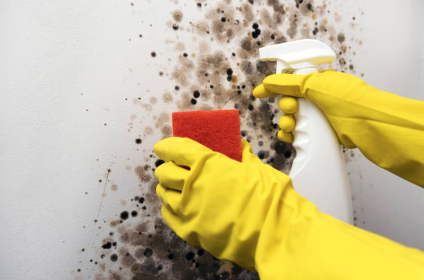 Best Attic Mold Removal  in Veazie, ME