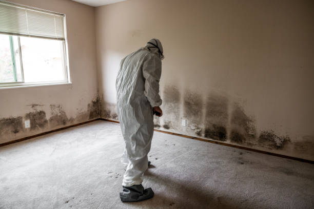 Best Toxic Mold Removal  in Veazie, ME